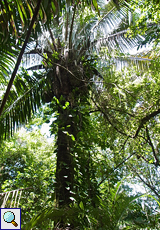 Eine stattliche Palme der Art Scheelea rostrata