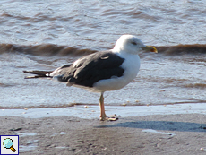 Heringsmöwe (Lesser Black-backed Gull, Larus fuscus)