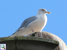 Silbermöwe (Herring Gull, Larus argentatus)