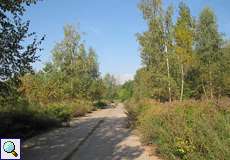Pfad mit Hänge-Birken (Betula pendula) in der Dellbrücker Heide