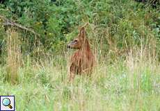 Reh-Bock (Roe Deer, Capreolus capreolus)