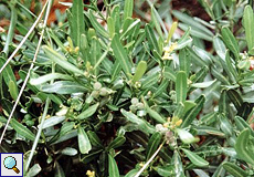 Dreibeeriger Zeiland (Spurge Olive, Cneorum tricoccon)