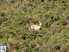 Ein weibliches Reh (Roe Deer, Capreolus capreolus) mit Kitz im Naturpark De Hamert