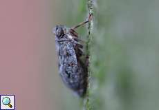 Echte Käferzikade (Hopper, Issus coleoptratus)