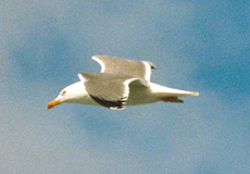 Mittelmeermöwe im Flug