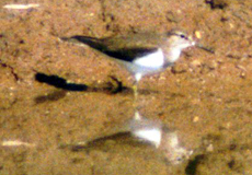 Flussuferläufer (Common Sandpiper, Actitis hypoleucos)