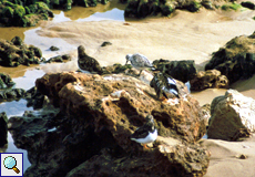 Steinwälzer (Arenaria interpres interpres) und Sanderlinge (Calidris alba)