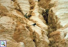 Männlicher Hausrotschwanz (Phoenicurus ochruros)