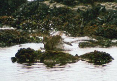 Badender Steinwälzer