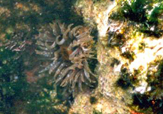 Unbestimmte Aktinie in einem Gezeitentümpel