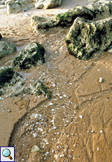 Süßwasserquelle im Sand