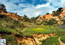 Blütenpracht an der Felsküste bei Olhos de Água
