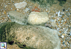 Süßwasserquelle in einem Gezeitentümpel