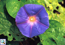 Zierwinde (Star Glory, Ipomoea sp.)