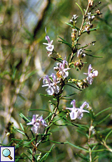 Rosmarin (Rosemary, Rosmarinus officinalis)