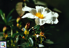 Lack-Zistrose (Gum Rockrose, Cistus ladanifer)