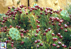 Feigenkaktus (Indian Fig, Opuntia dillenii)