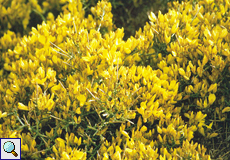Dorniger Ginster (Genista acanthoclada)