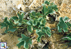 Stranddistel (Sea Holly, Eryngium maritimum)