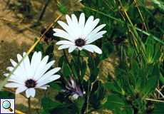 Kapmargerite (African Daisy, Osteospermum ecklonis)