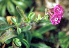Leinkraut (Catchfly, Silene sp.)