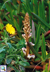 Sommerwurz (Broomrape, Orobanche sp.)