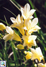 Freesie (Freesia, Freesia leichtlinii)