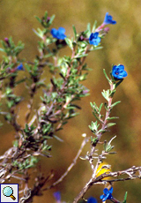 Steinsame (Lithodorna, Lithodora diffusa)