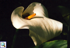 Italienischer Aronstab (Arum of Italy, Arum italicum)