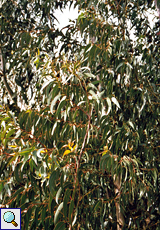 Eukalyptus (Eucalyptus, Eucalyptus globulus)