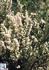 Baumheide (Tree Heather, Erica arborea)