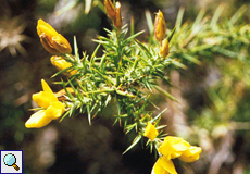 Kleinblütiger Stechginster (African Gorse, Ulex parviflorus)