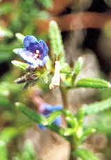 Steinsame (Lithodorna, Lithodora diffusa)