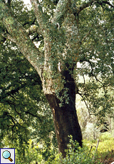 Korkeiche (Cork Oak, Quercus suber)
