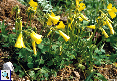 Nickender Sauerklee (Bermuda Buttercup or Sourgrass, Oxalis pes-caprae)