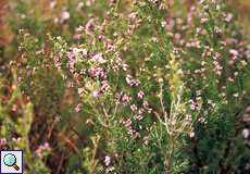 Gipfelblütige Erika (Corsican Heath, Erica terminalis)