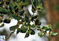 Steineiche (Holly Oak, Quercus ilex)