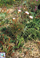 Grasnelke (Pink, Armeria sp.)