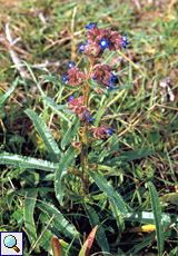 Italienische Ochsenzunge (Italian Bugloss, Anchusa azurea)