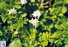 Venuskamm (Shepherd's Needle, Scandix pecten-veneris)