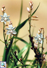 Röhriger Affodill (Onionweed, Asphodelus fistulosus)