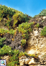 Essbare Mittagsblume (Hottentot Fig, Carpobrotis edulis)