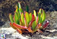 Essbare Mittagsblume (Hottentot Fig, Carpobrotis edulis)