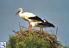 Weißstörche (Ciconia ciconia) auf ihrem Horst