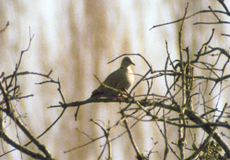 Türkentaube (Streptopelia decaocto) im Schutzgebiet