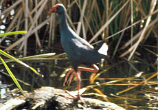 Purpurhuhn (Purple Swamphen, Porphyrio porphyrio)