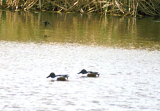 Löffelenten (Northern Shoveller) im Schutzgebiet