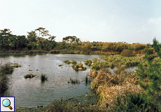 See in Quinta de Marim