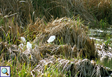 Seidenreiher (Egretta garzetta) am See in Quinta de Marim