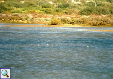 Uferschnepfen (Limosa limosa) in der Lagune von Quinta de Marim